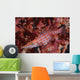 Longnose Hawkfish Solomon Islands Wall Decal Design 1