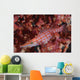 Longnose Hawkfish Solomon Islands Wall Decal Design 1