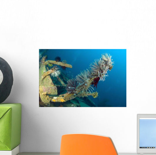 Crinoids Attached to Piece Wall Decal