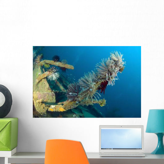 Crinoids Attached to Piece Wall Decal