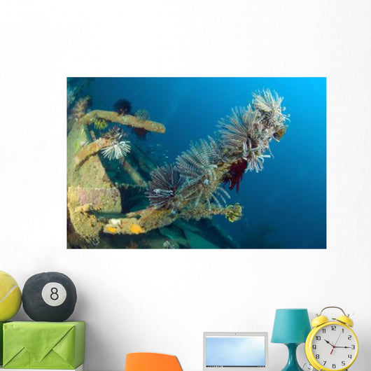 Crinoids Attached to Piece Wall Decal