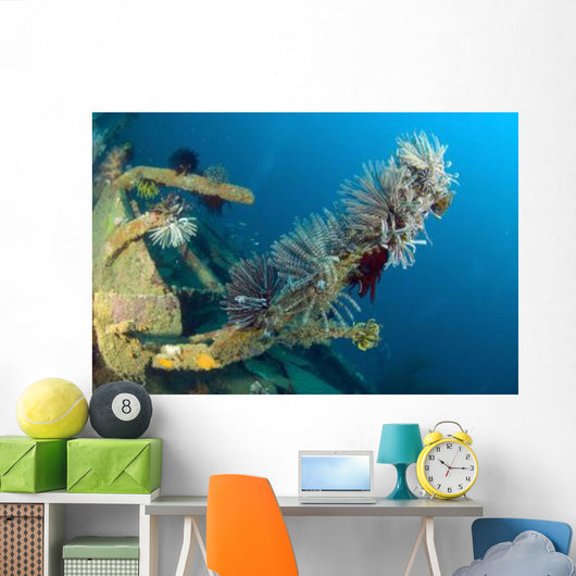 Crinoids Attached to Piece Wall Decal