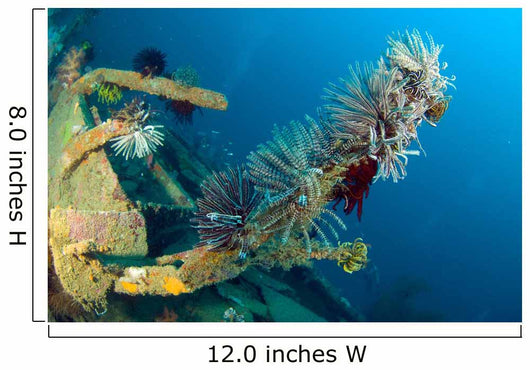 Crinoids Attached to Piece Wall Decal
