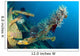 Crinoids Attached to Piece Wall Decal