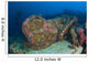 Diver Explores Wreck Us Wall Decal Design 2