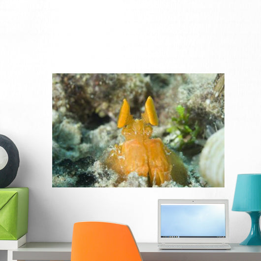 Orange Mantis Shrimp Peering Wall Decal Design 2
