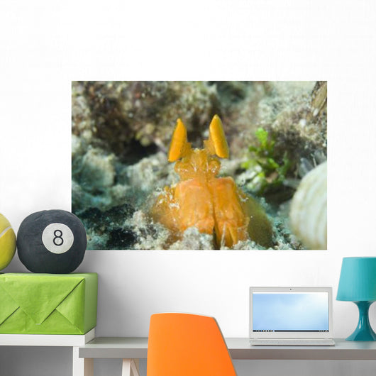 Orange Mantis Shrimp Peering Wall Decal Design 2