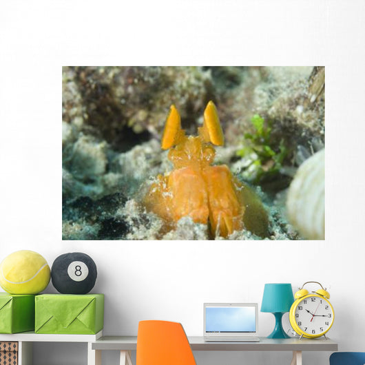 Orange Mantis Shrimp Peering Wall Decal Design 2