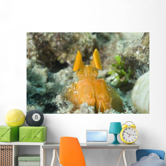 Orange Mantis Shrimp Peering Wall Decal Design 2