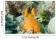 Orange Mantis Shrimp Peering Wall Decal Design 2