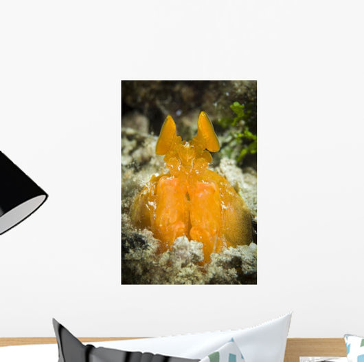 Orange Mantis Shrimp Peering Wall Decal Design 1
