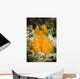 Orange Mantis Shrimp Peering Wall Decal Design 1