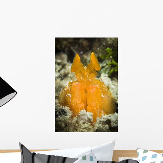 Orange Mantis Shrimp Peering Wall Decal Design 1