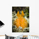 Orange Mantis Shrimp Peering Wall Decal Design 1