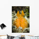 Orange Mantis Shrimp Peering Wall Decal Design 1