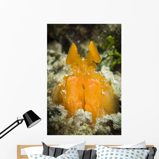 Orange Mantis Shrimp Peering Wall Decal Design 1