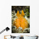 Orange Mantis Shrimp Peering Wall Decal Design 1