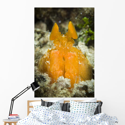 Orange Mantis Shrimp Peering Wall Decal Design 1