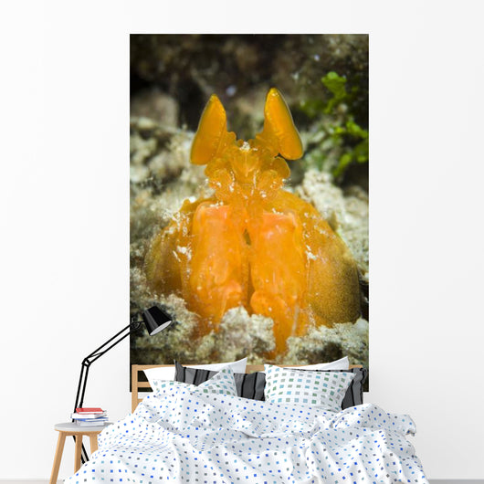 Orange Mantis Shrimp Peering Wall Decal Design 1
