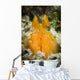 Orange Mantis Shrimp Peering Wall Decal Design 1