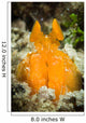 Orange Mantis Shrimp Peering Wall Decal Design 1