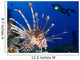 Common Lionfish with Diver Wall Decal