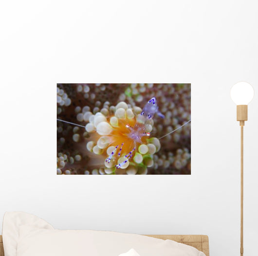 Sarasvati Anemone Shrimp Orange Wall Decal