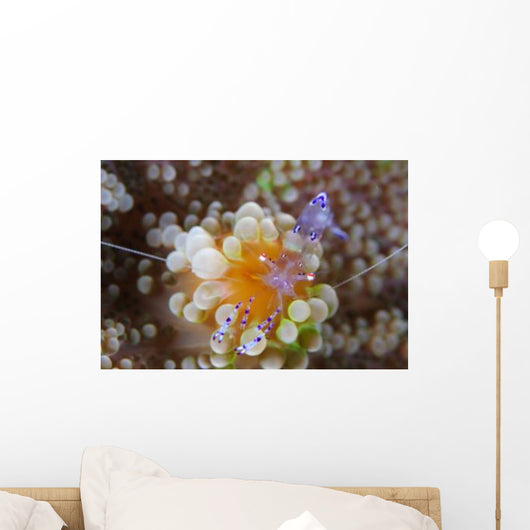 Sarasvati Anemone Shrimp Orange Wall Decal