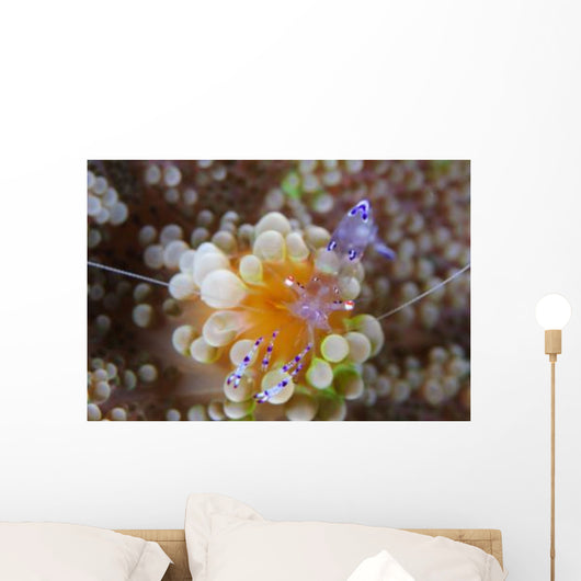 Sarasvati Anemone Shrimp Orange Wall Decal