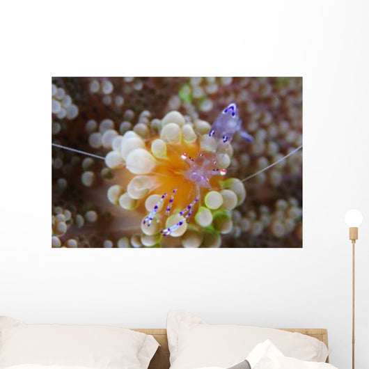 Sarasvati Anemone Shrimp Orange Wall Decal