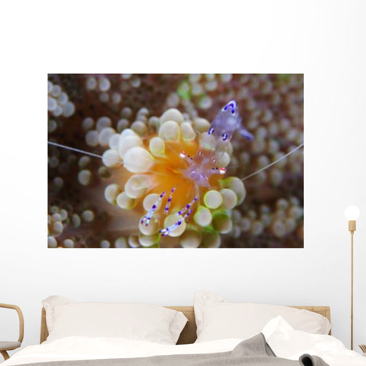 Sarasvati Anemone Shrimp Orange Wall Decal