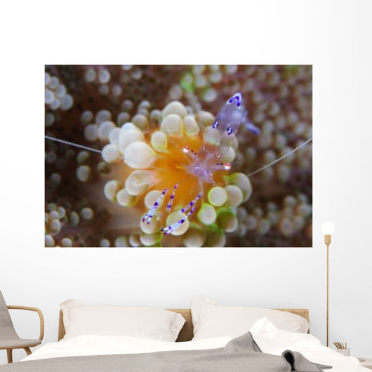 Sarasvati Anemone Shrimp Orange Wall Decal