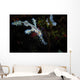 Ornate Ghost Pipefish against Reef Wall Decal
