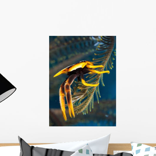 Elegant Squat Lobster Papua Wall Decal