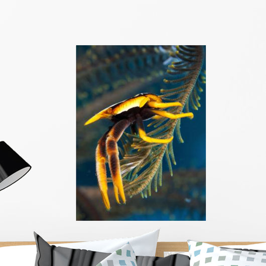 Elegant Squat Lobster Papua Wall Decal