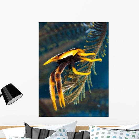 Elegant Squat Lobster Papua Wall Decal
