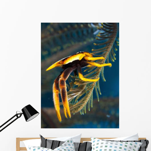 Elegant Squat Lobster Papua Wall Decal