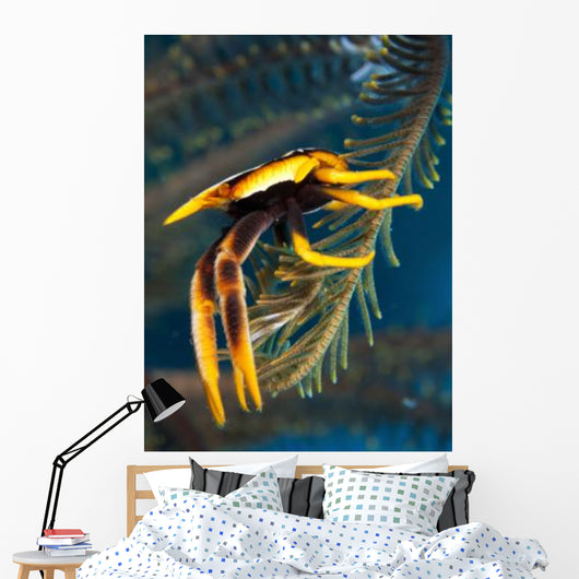 Elegant Squat Lobster Papua Wall Decal