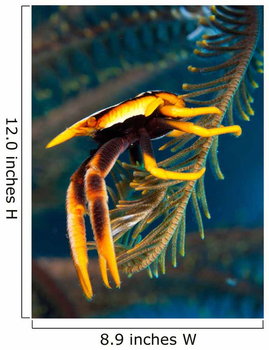 Elegant Squat Lobster Papua Wall Decal
