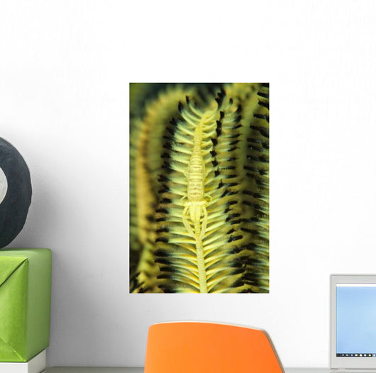 Yellow Commensal Shrimp Crinoid Wall Decal