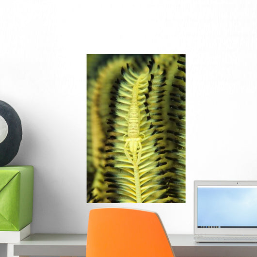 Yellow Commensal Shrimp Crinoid Wall Decal