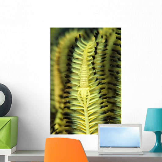 Yellow Commensal Shrimp Crinoid Wall Decal