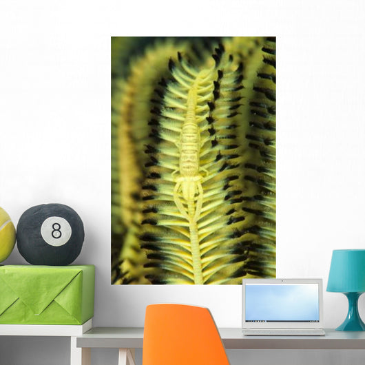 Yellow Commensal Shrimp Crinoid Wall Decal