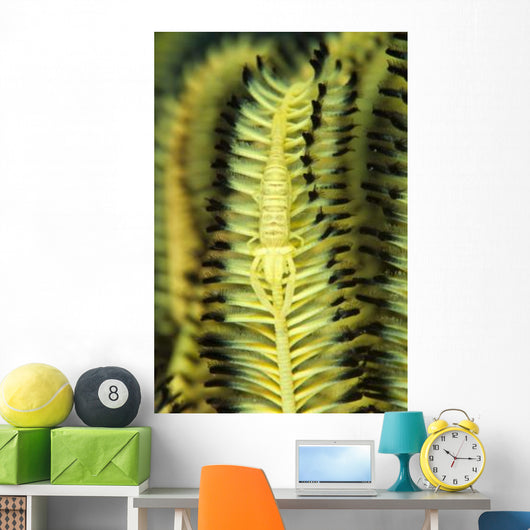 Yellow Commensal Shrimp Crinoid Wall Decal