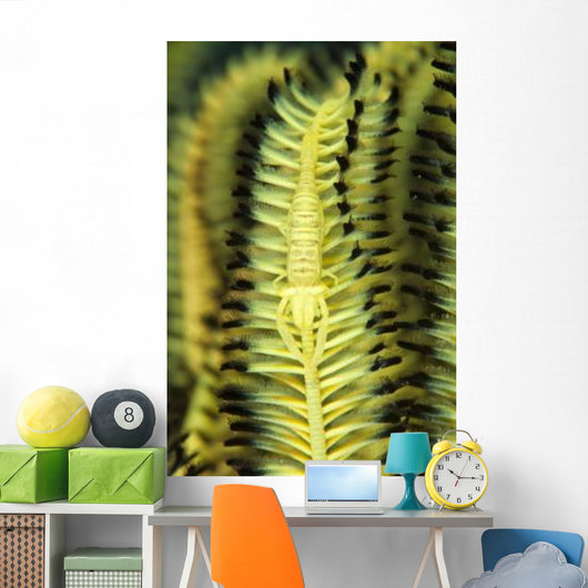 Yellow Commensal Shrimp Crinoid Wall Decal