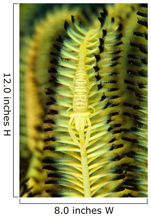 Yellow Commensal Shrimp Crinoid Wall Decal
