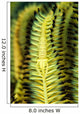 Yellow Commensal Shrimp Crinoid Wall Decal