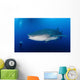 Whale Shark Feeding under Wall Decal