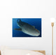 Whale Shark Feeding under Wall Decal Design 39