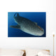 Whale Shark Feeding under Wall Decal Design 39